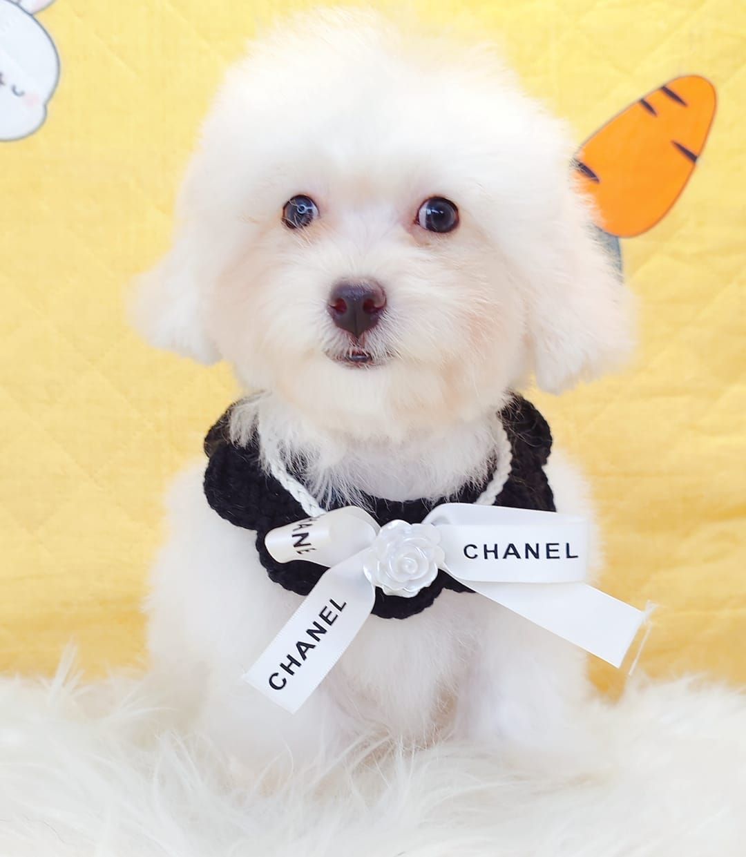 Poodle 娉拌开璐靛