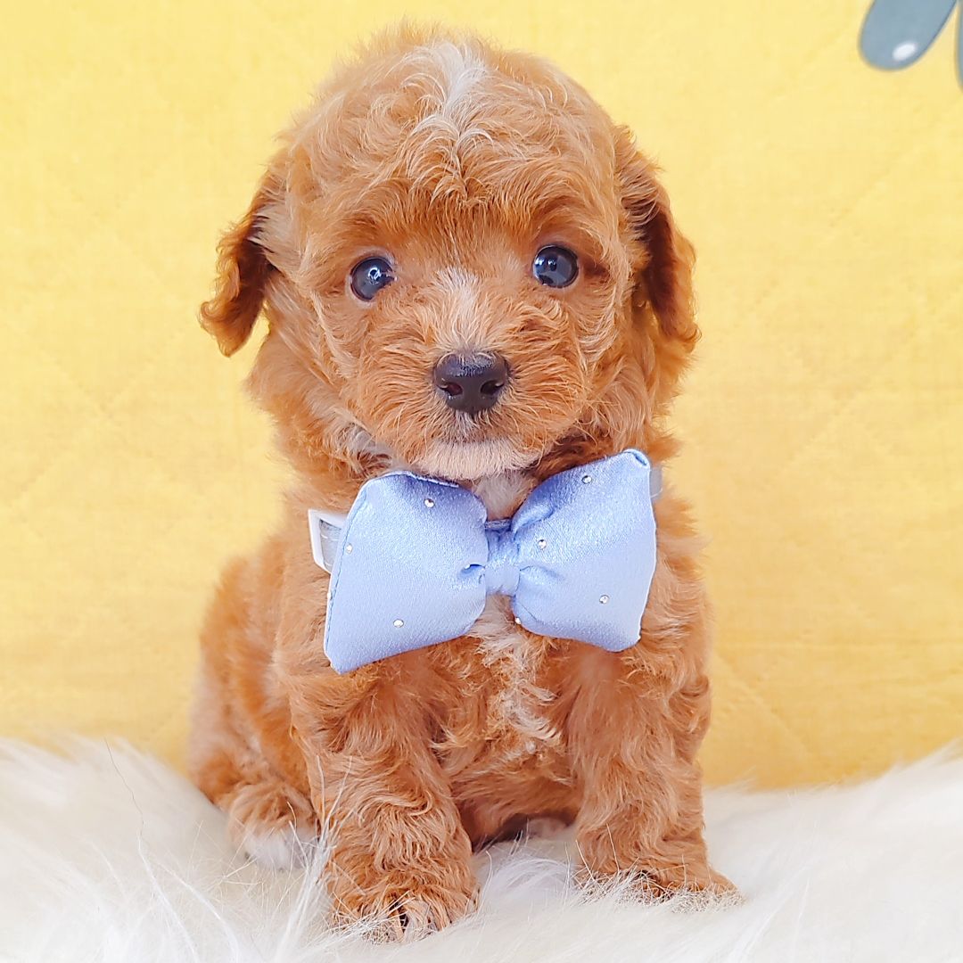 Poodle 娉拌开璐靛
