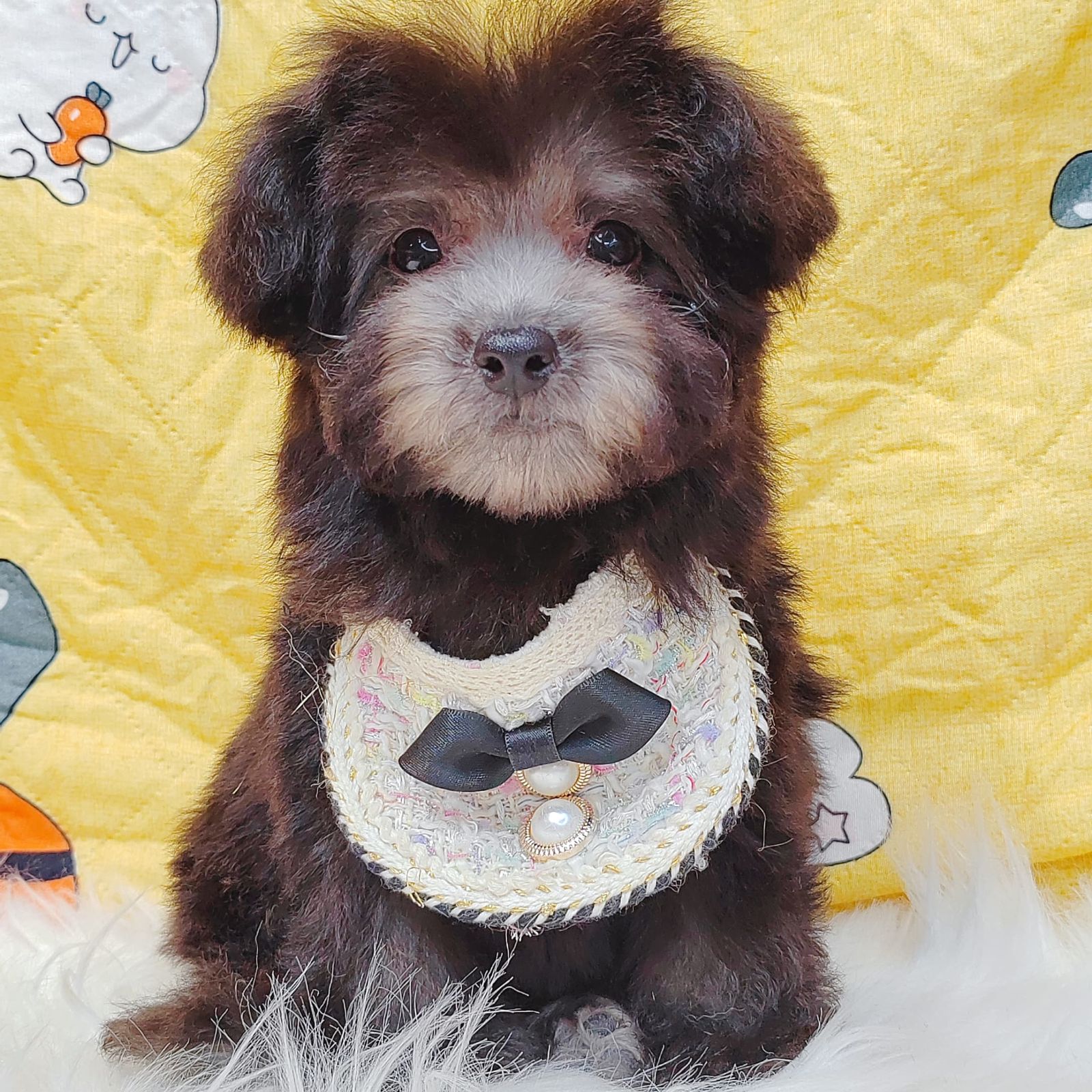 Poodle 璐靛娉拌开