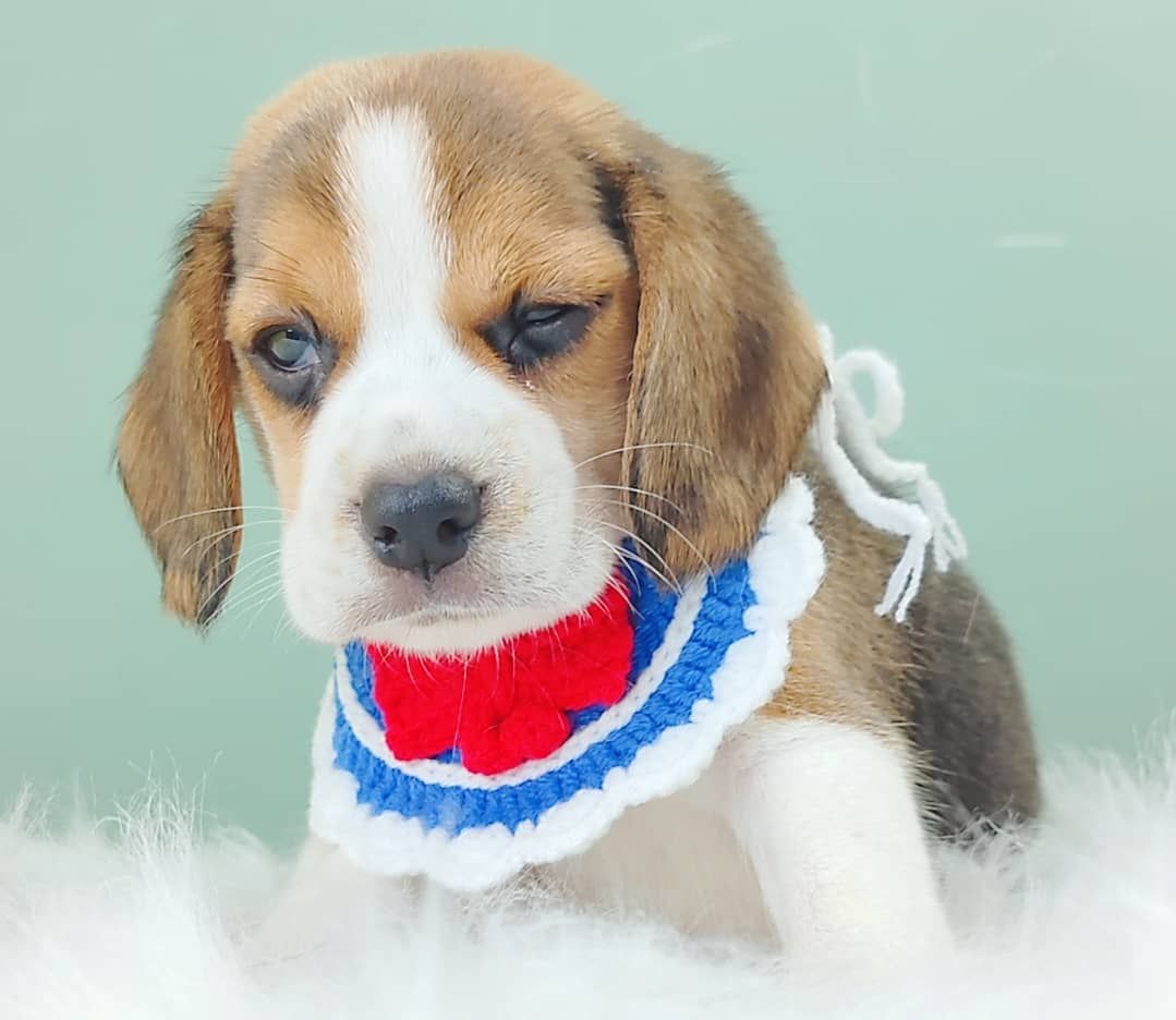 Beagle 米格鲁