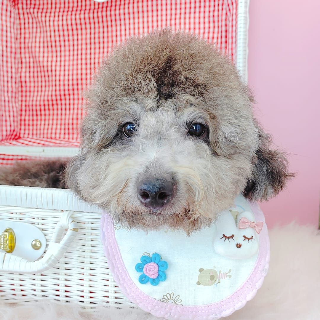 Poodle 娉拌开璐靛