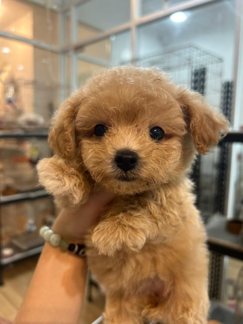 Maltipoo 马尔泰迪