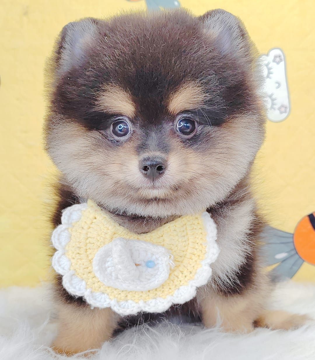 Pomeranian 博美