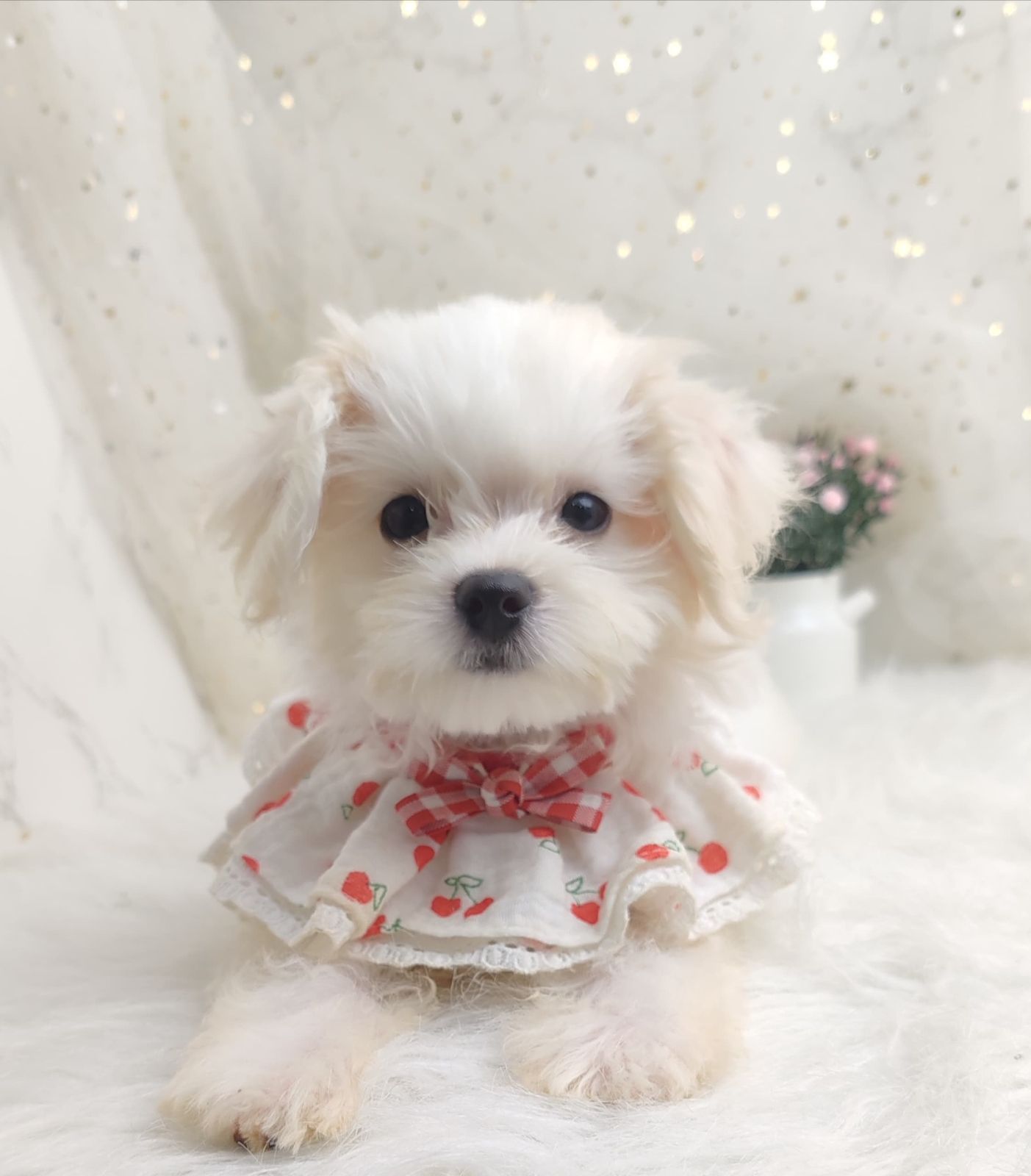 Maltipoo 马尔泰迪