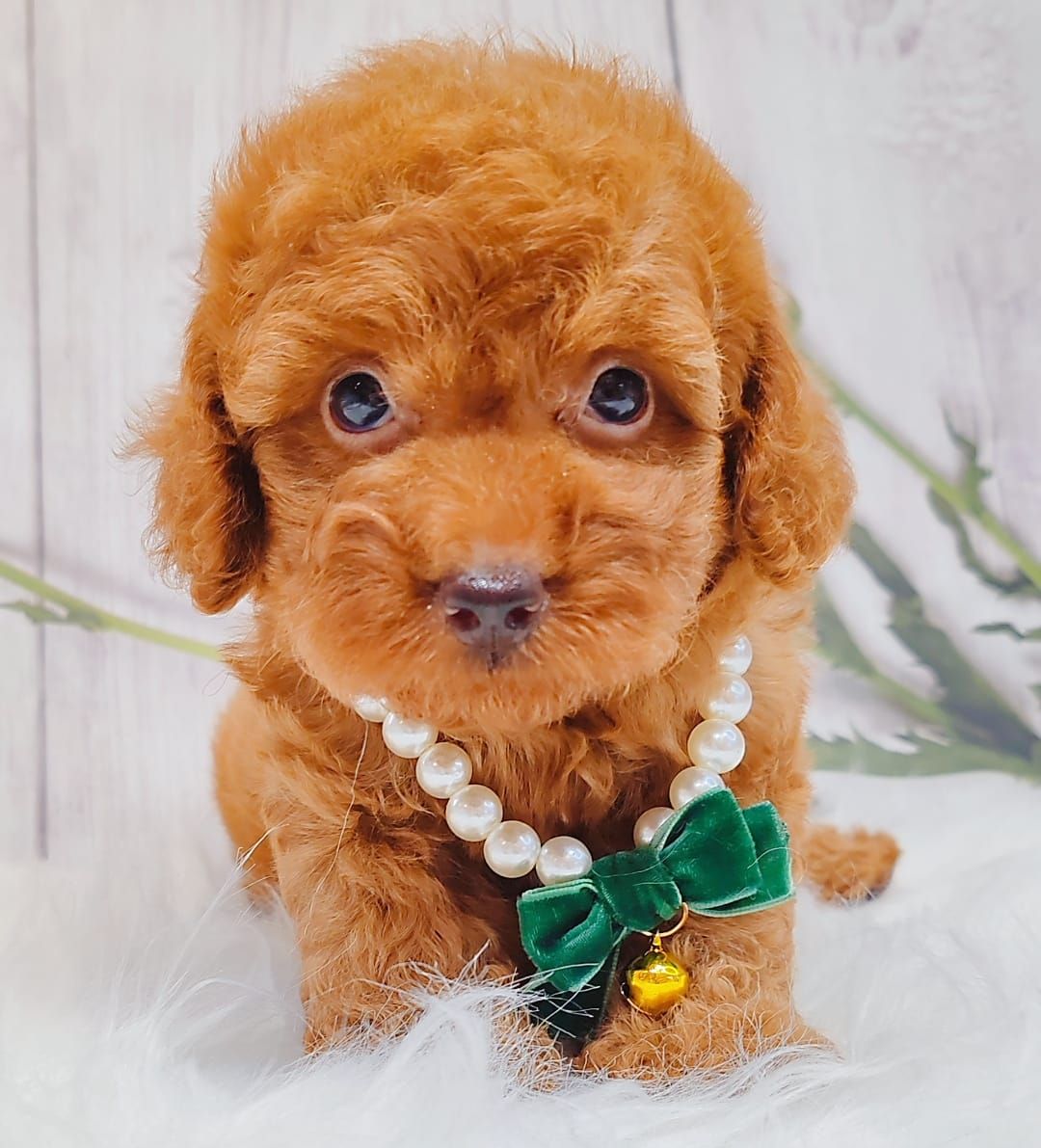 Poodle 娉拌开璐靛