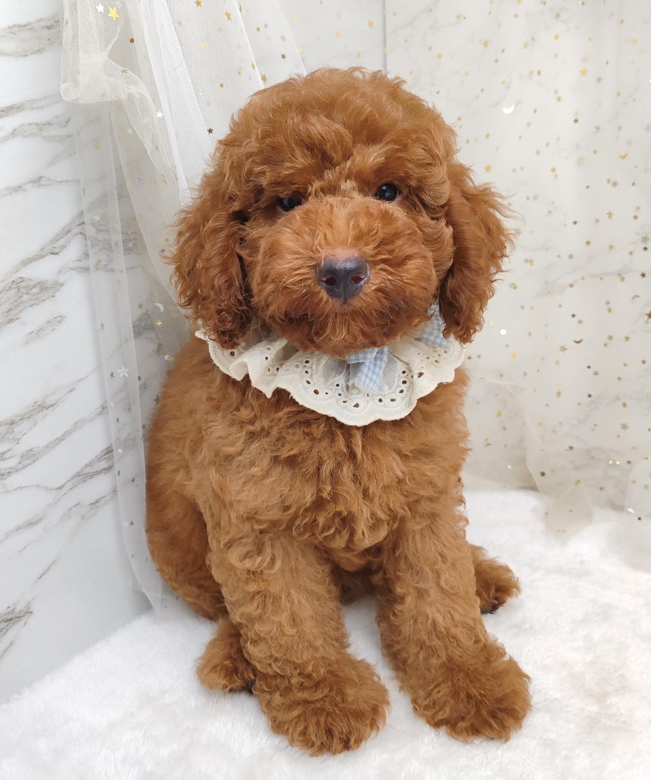 Poodle 娉拌开璐靛