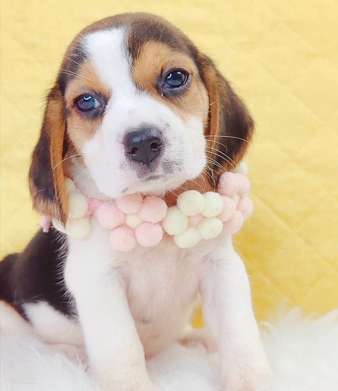 Beagle 米格鲁