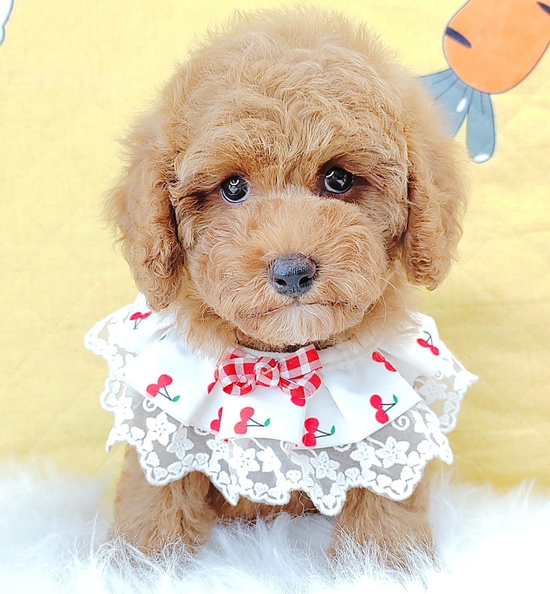Poodle 娉拌开璐靛