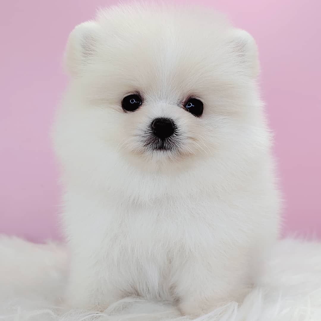 Pomeranian 博美