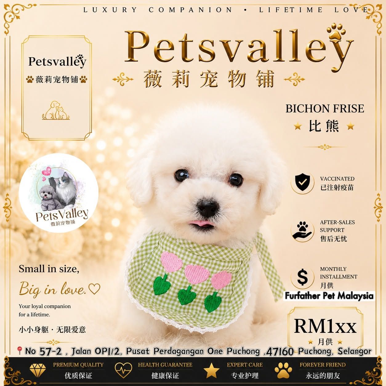 Bichon Frise 比熊