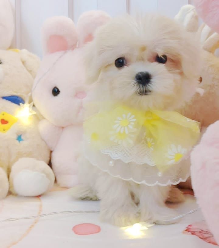 Maltese 马尔济斯