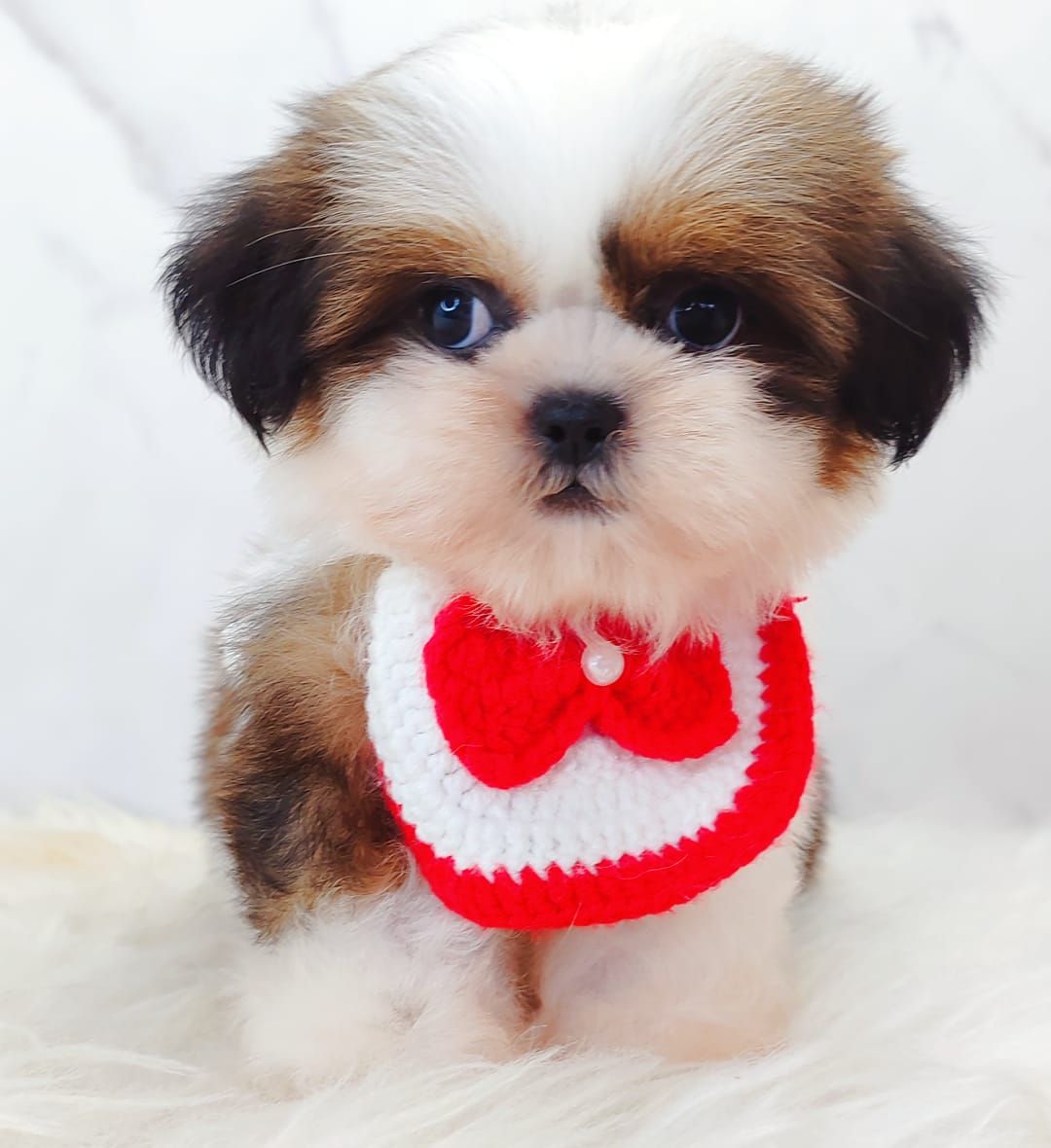 Shih Tzu 西施