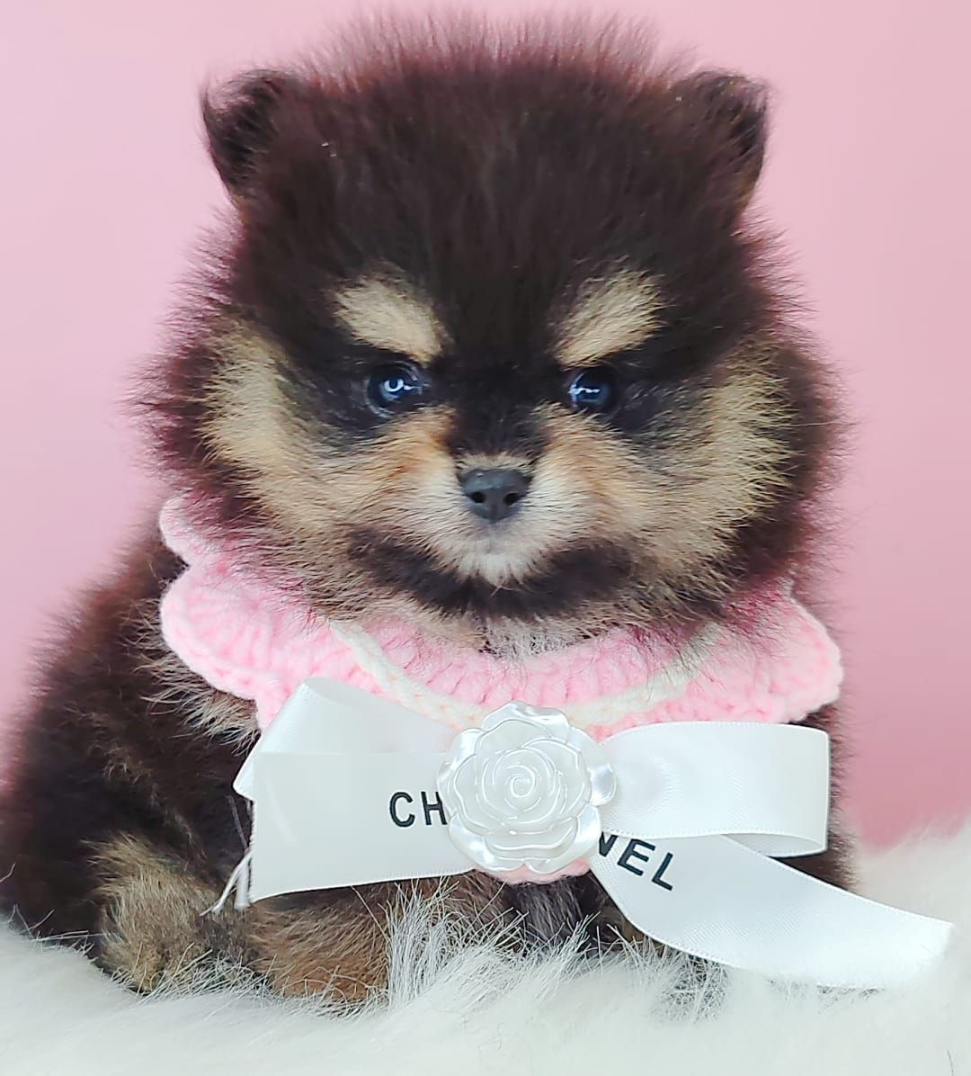 Pomeranian 博美