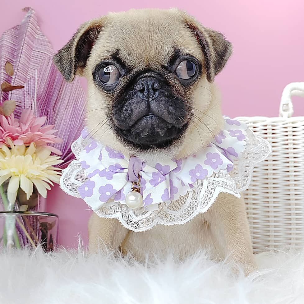 Pug 巴哥