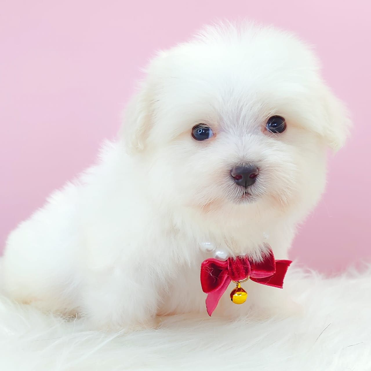 Maltipoo 马尔泰迪