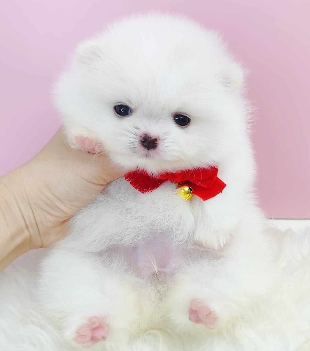 Pomeranian 博美