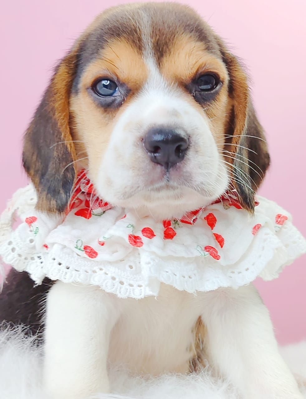 Beagle 米格鲁