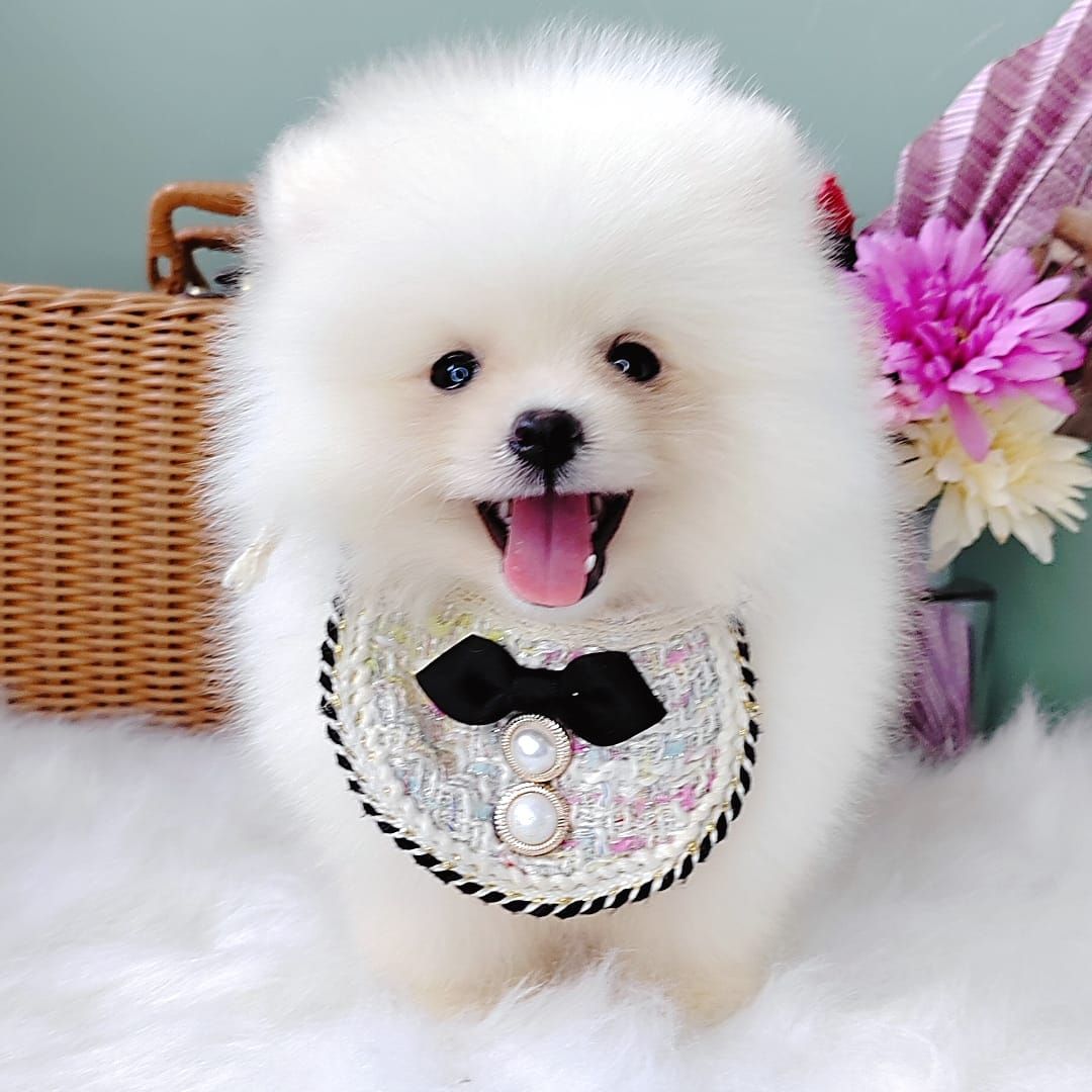 Pomeranian 博美