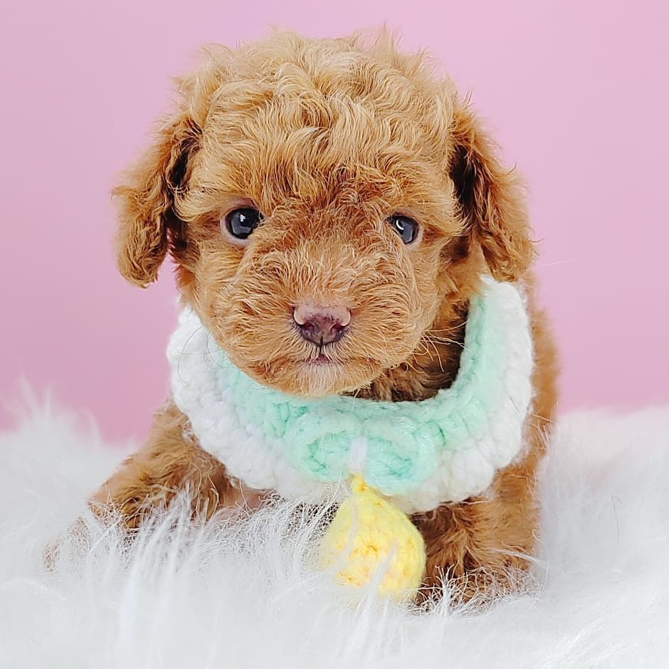 Poodle 娉拌开璐靛