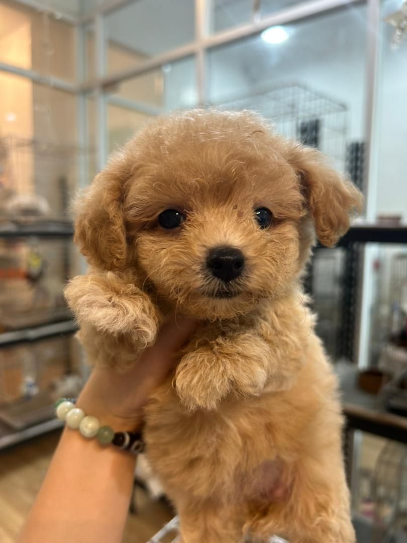 Maltipoo 马尔泰迪