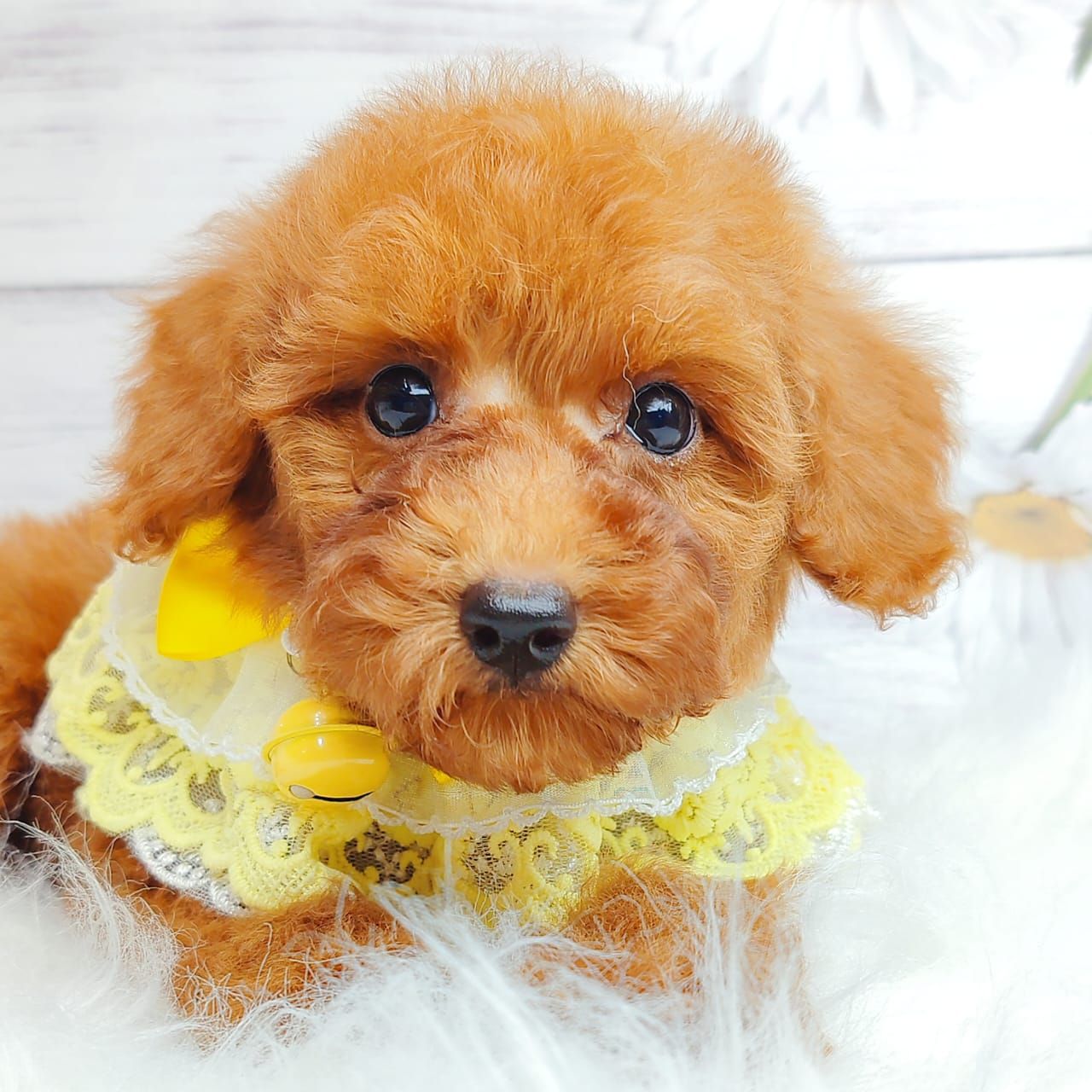 Poodle 娉拌开璐靛