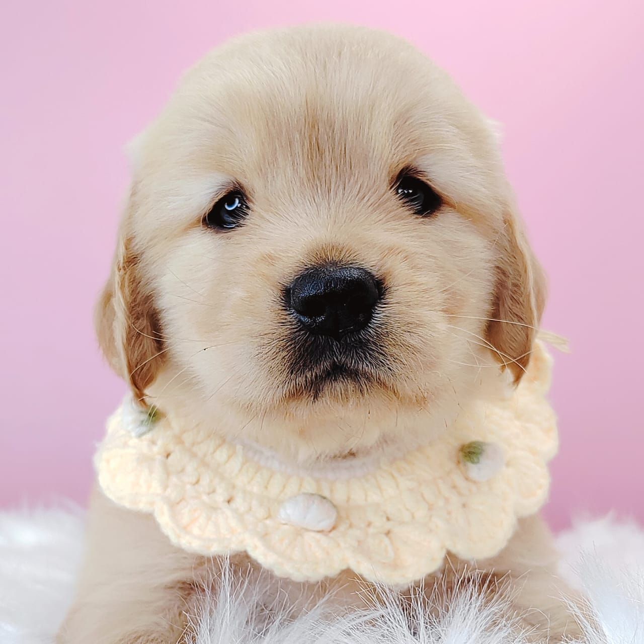 Golden Retriever 黄金猎犬