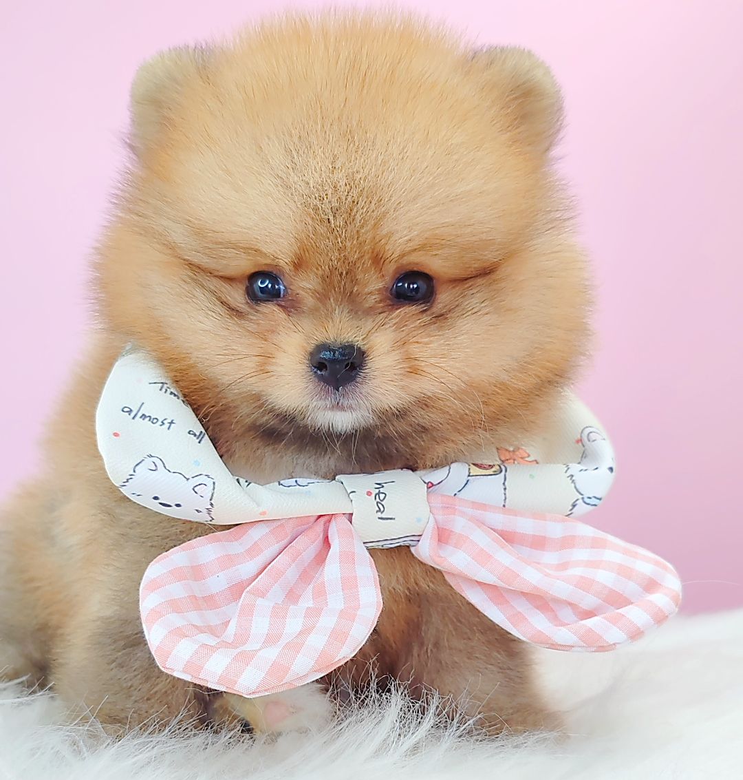 Pomeranian 博美