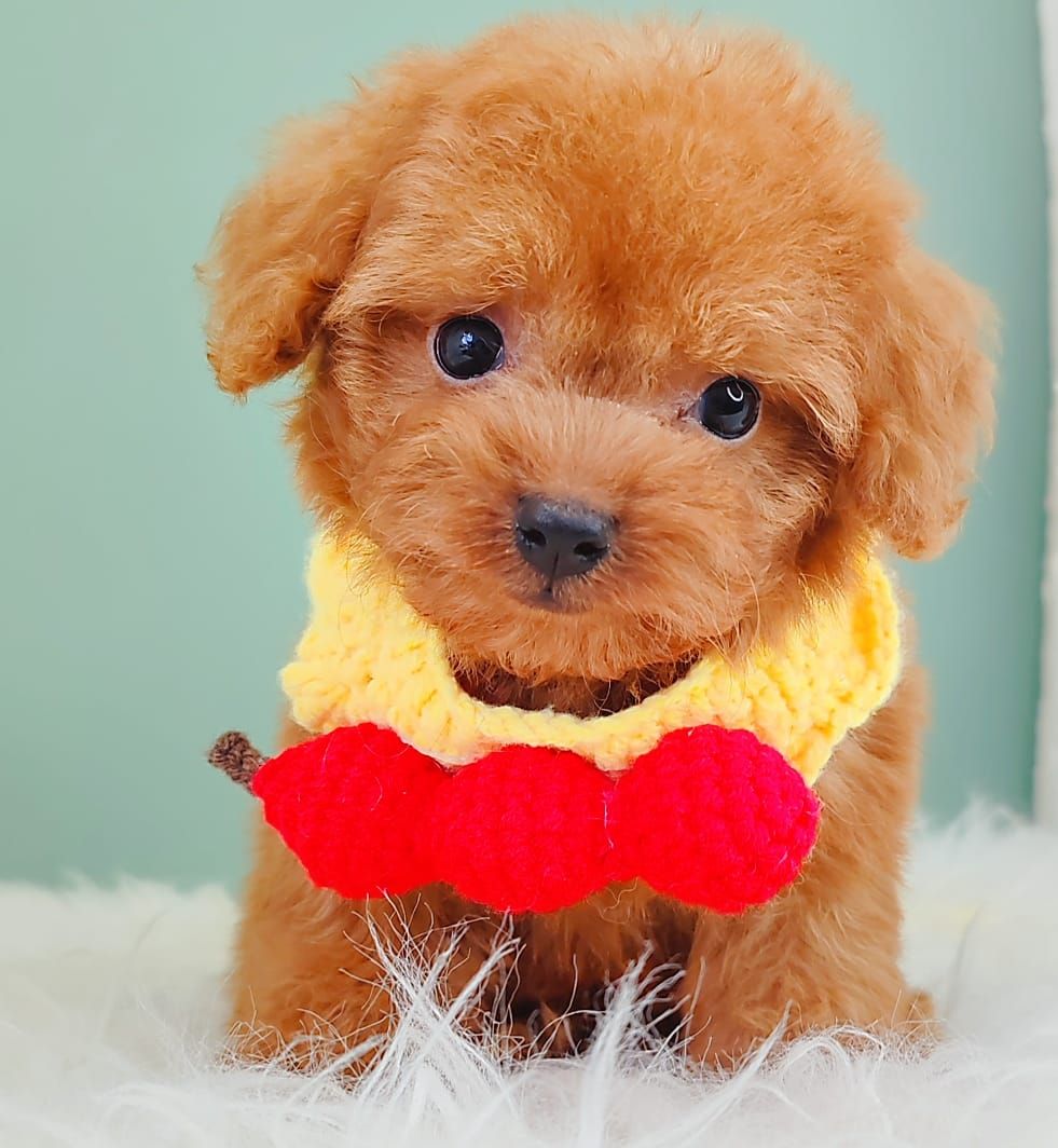 Poodle 娉拌开璐靛
