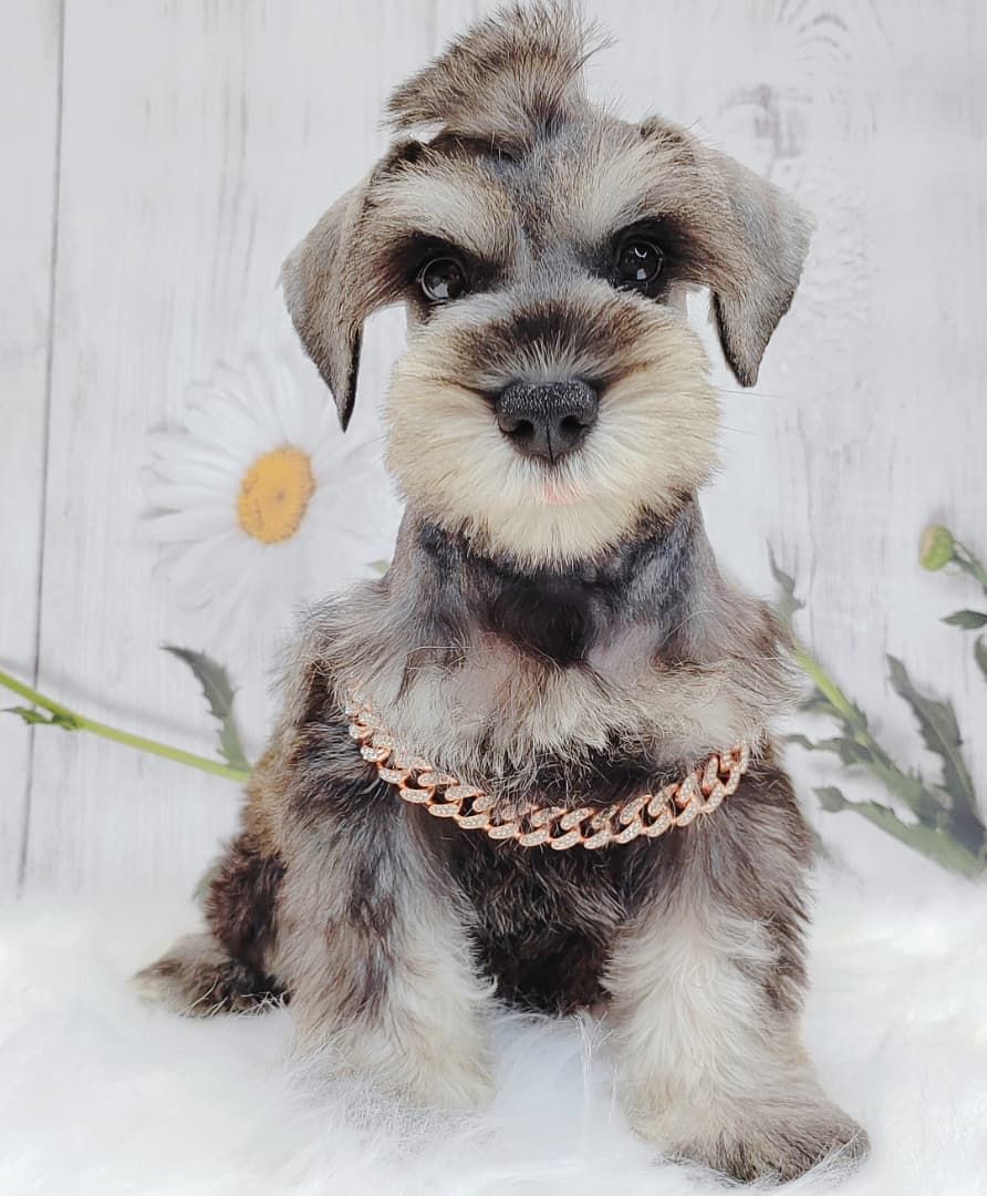 Schnauzer 雪纳瑞