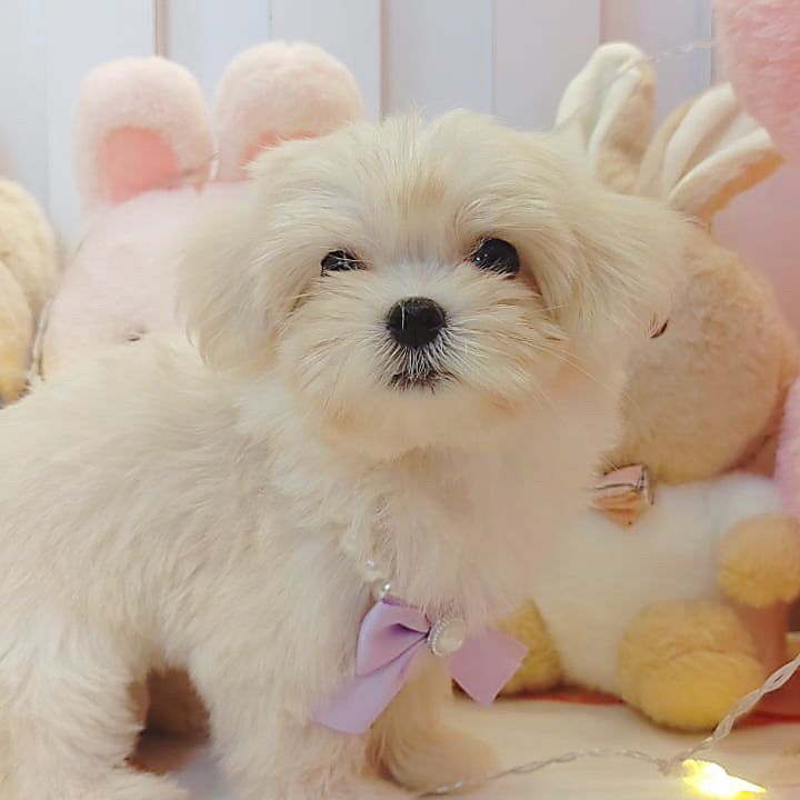 Maltese 马尔济斯