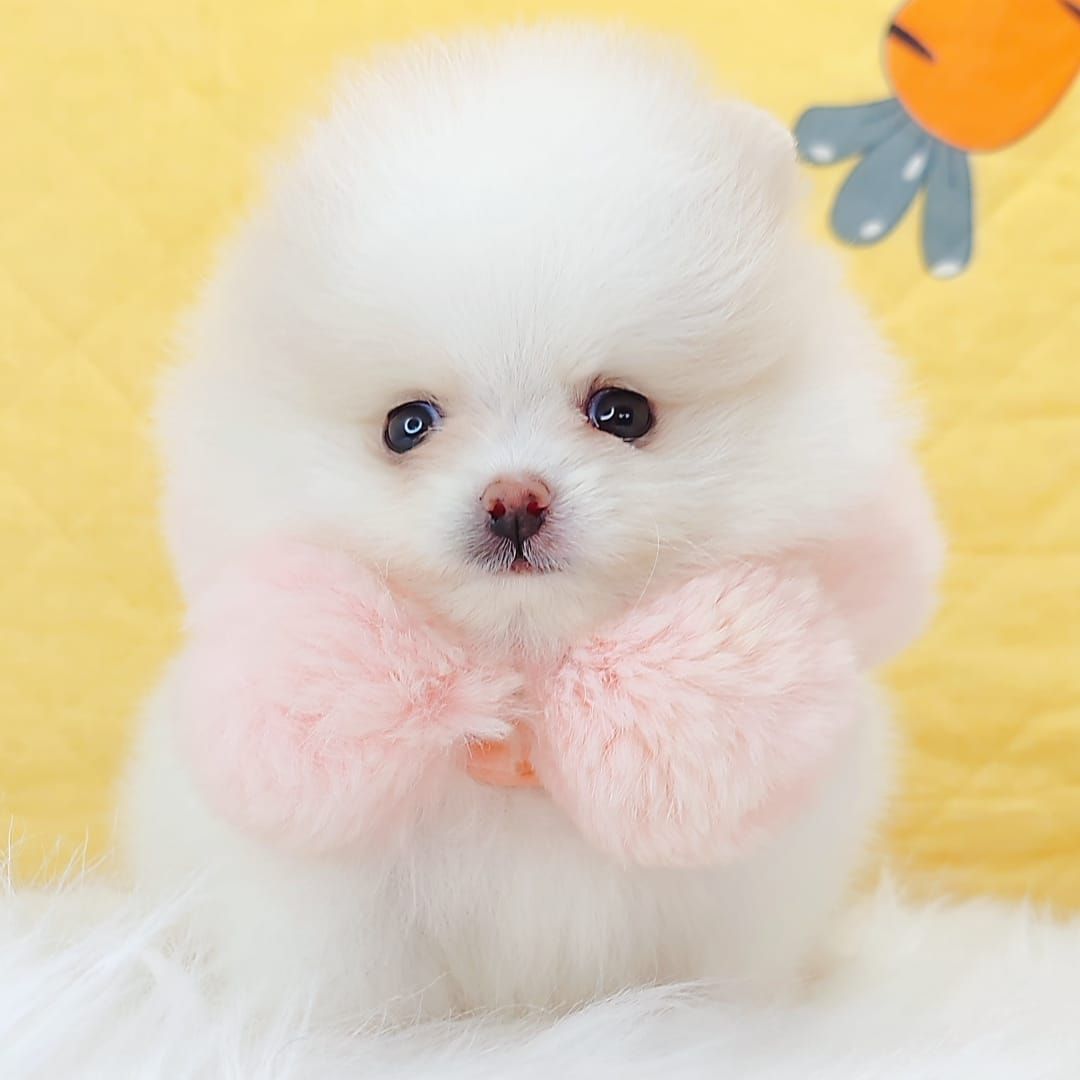 Pomeranian 博美