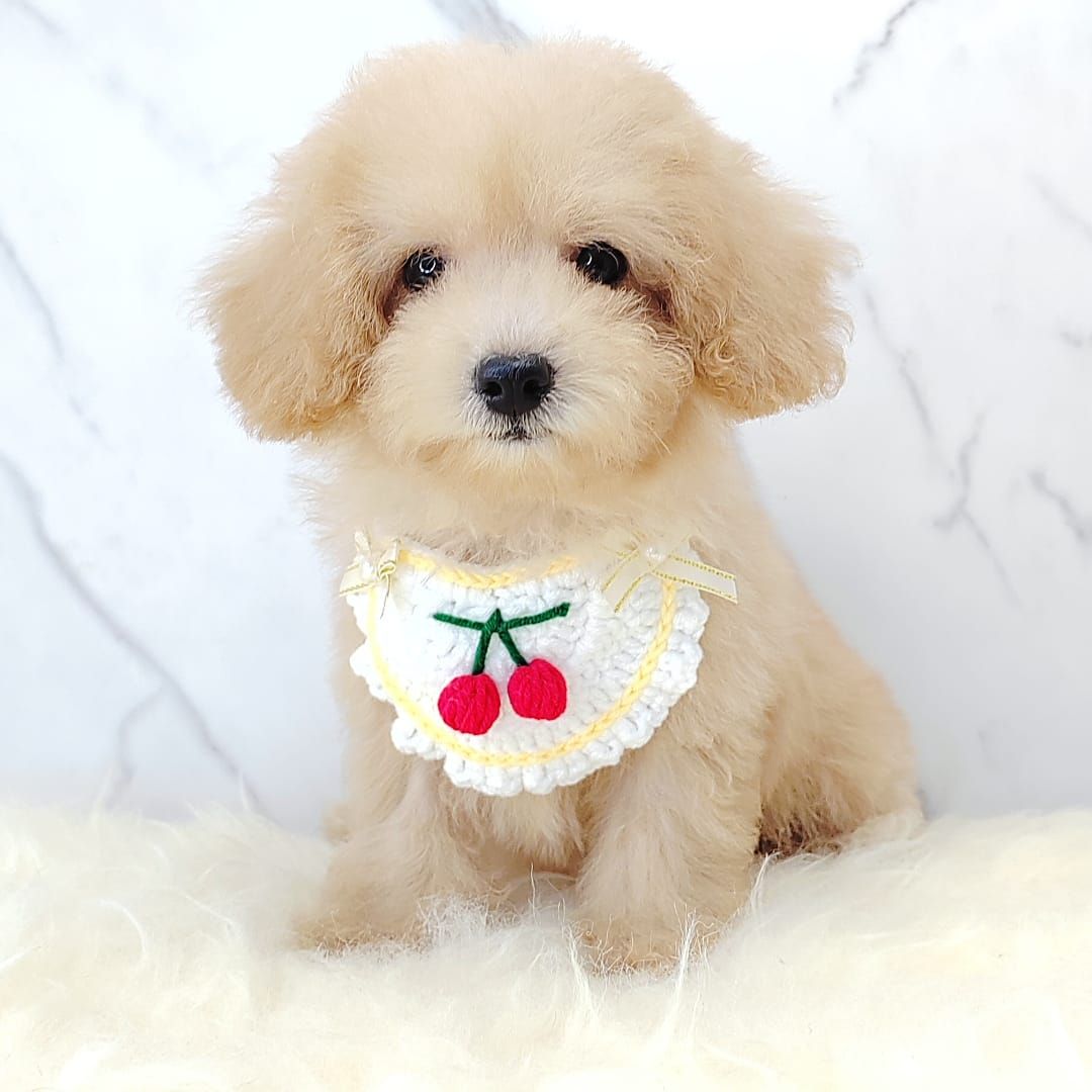 Poodle 娉拌开璐靛