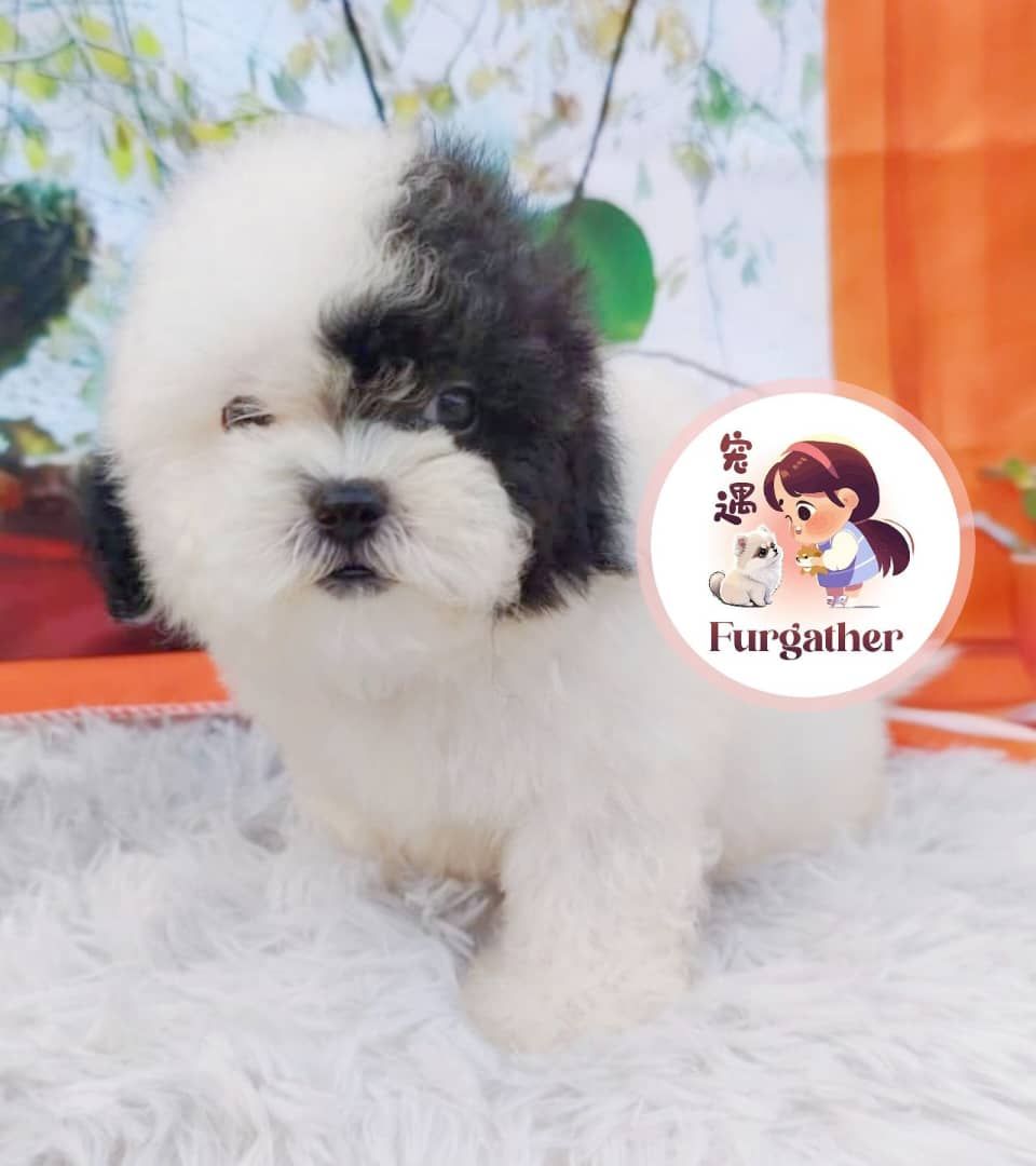 Maltipoo 马尔泰迪