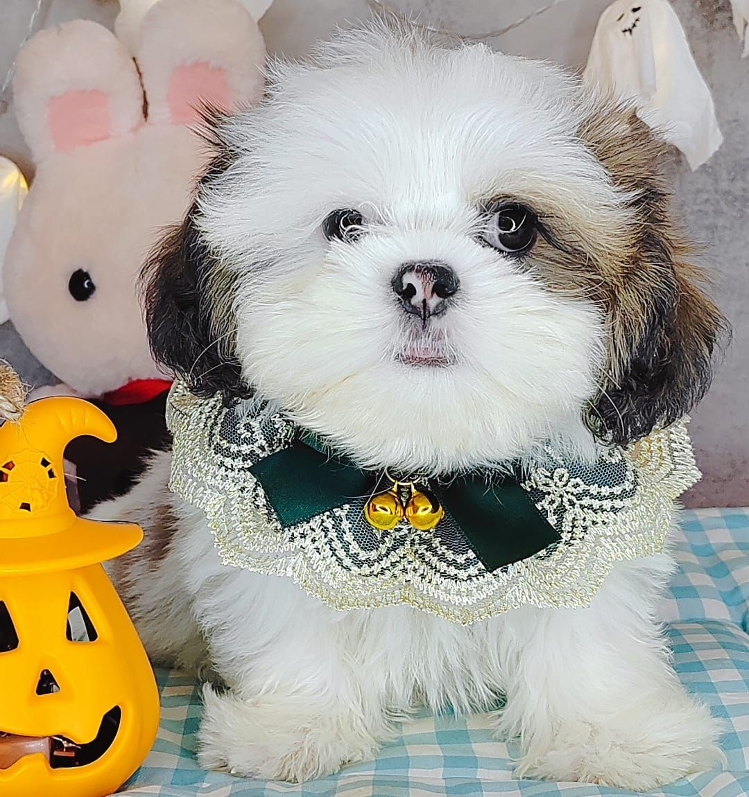 Shih Tzu 西施