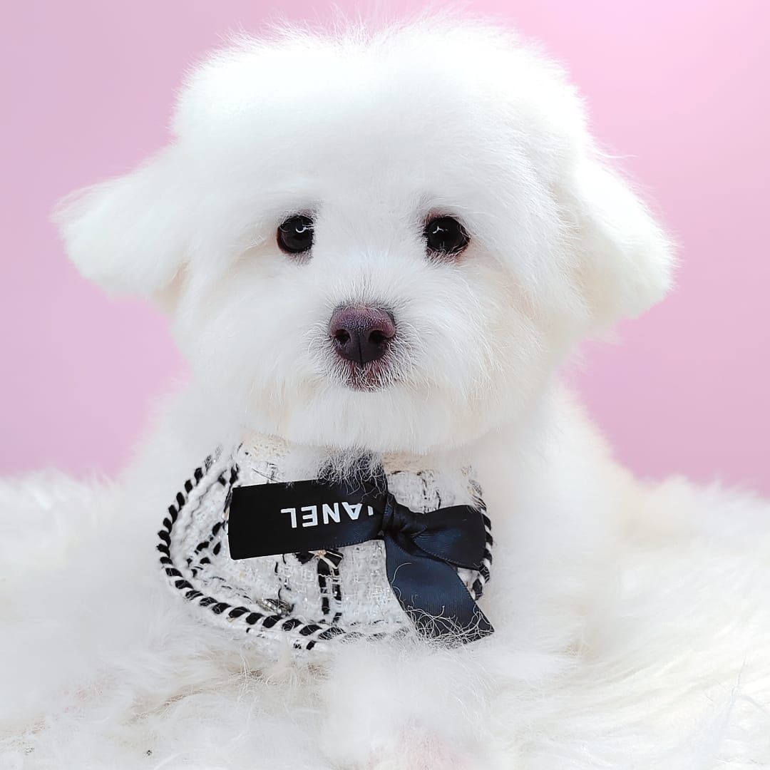 Maltipoo 马尔泰迪