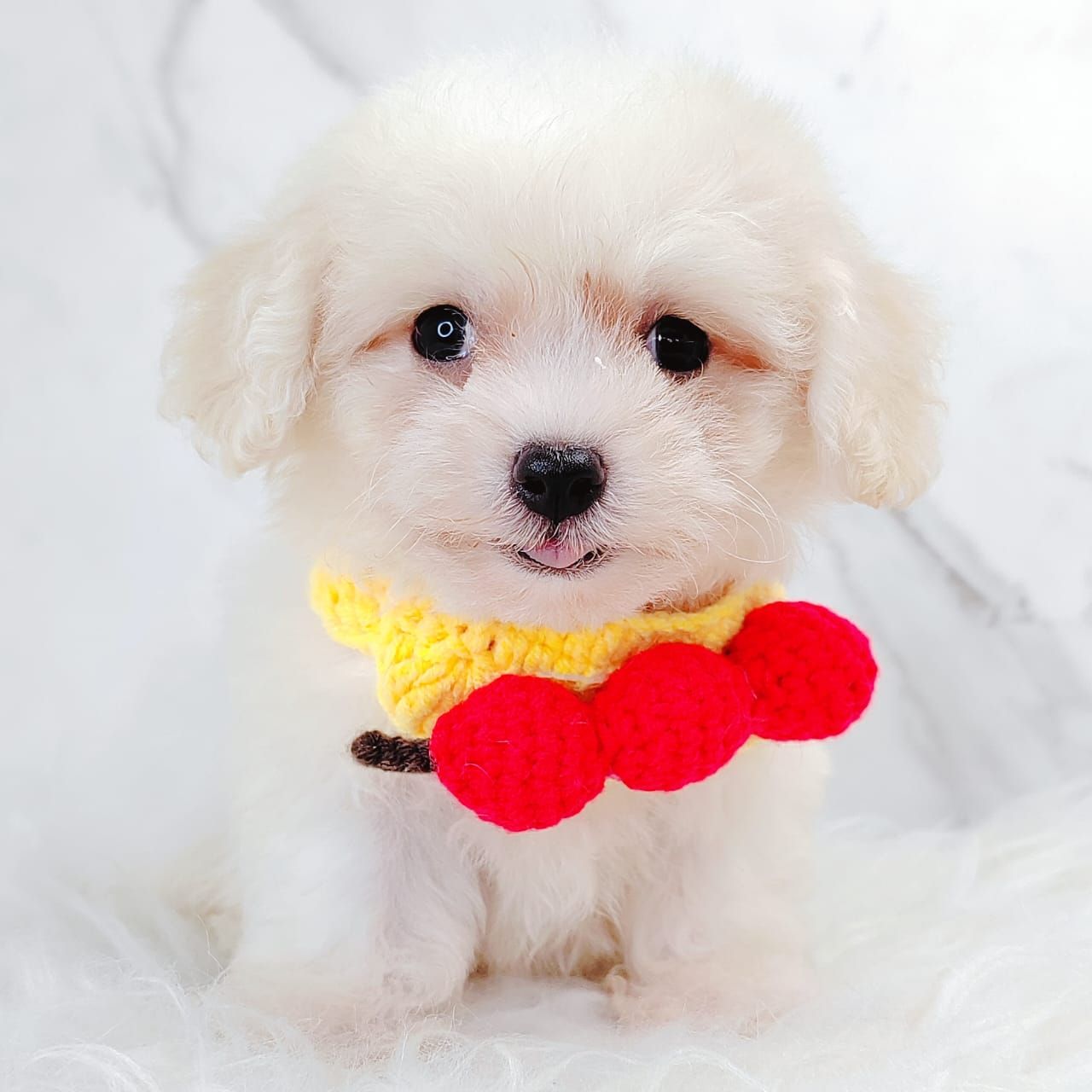 Bichonpoo 泰迪熊