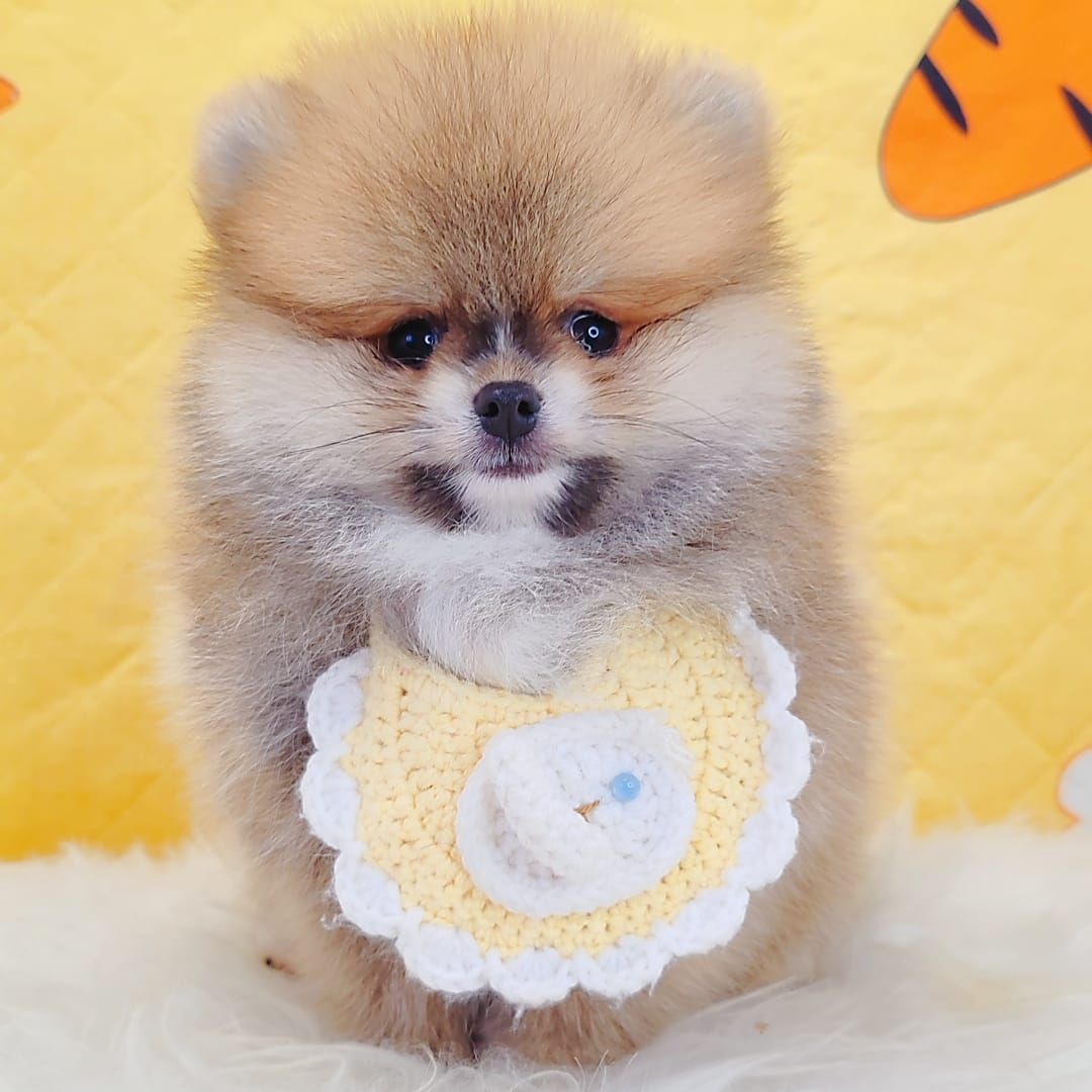 Pomeranian 博美