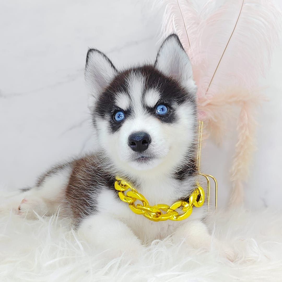 Alaskan Husky 阿拉斯加哈士奇