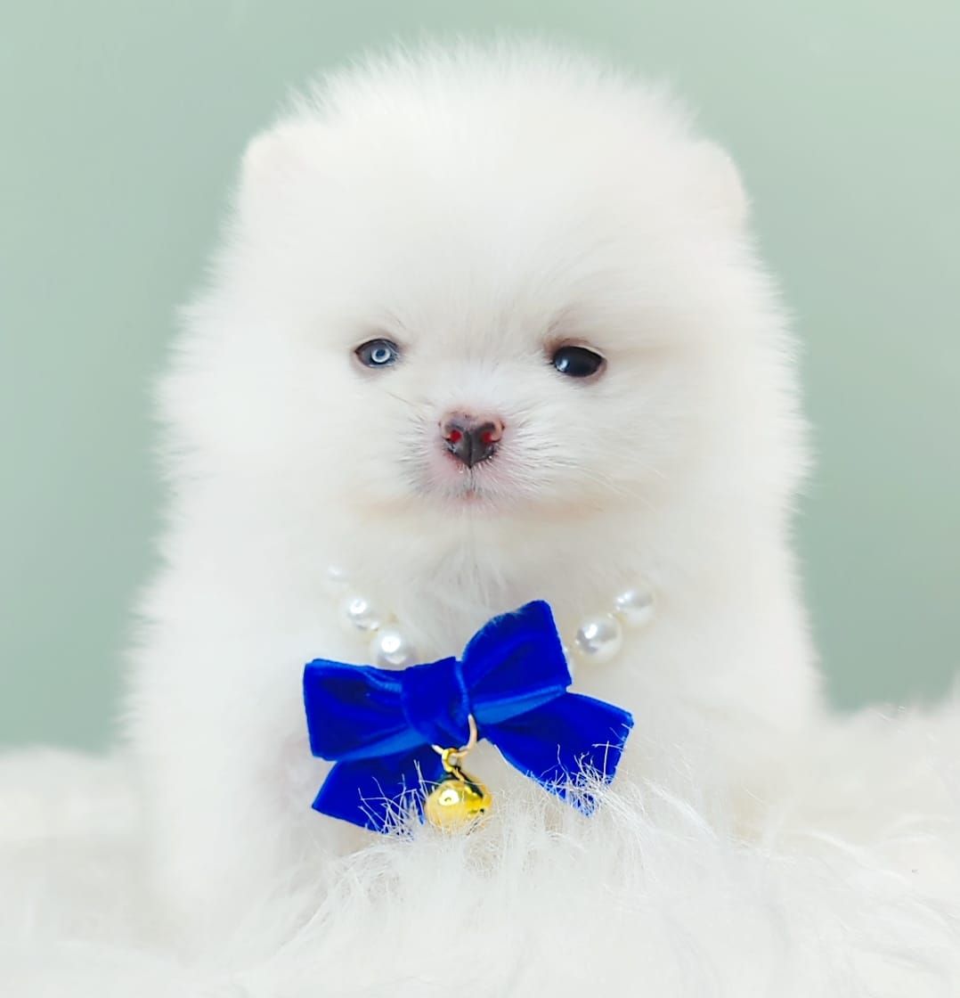 Pomeranian 博美