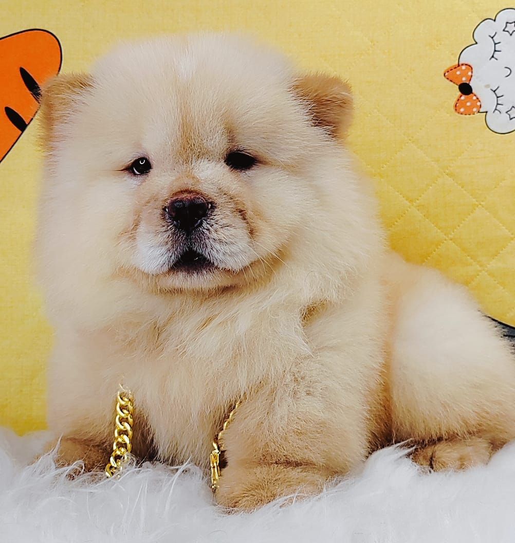 Chow Chow 松狮犬