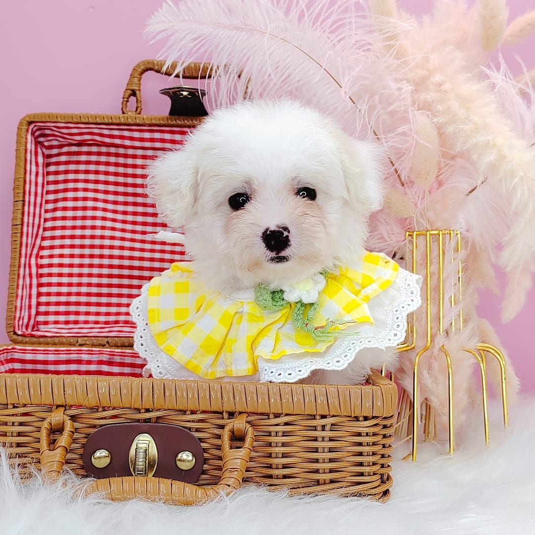 Poodle 娉拌开璐靛
