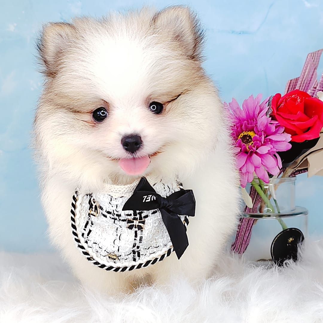 Pomeranian 博美