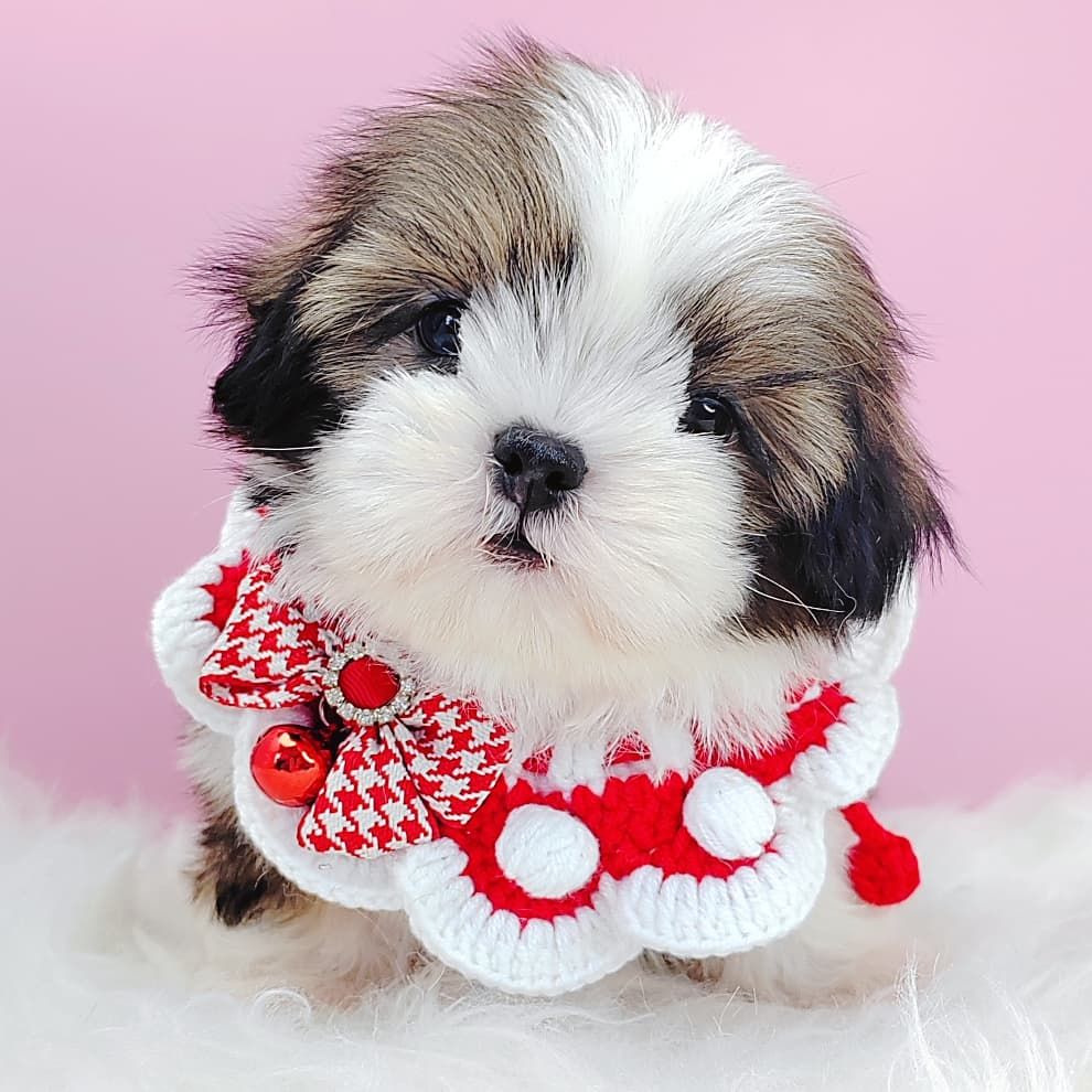 Shih Tzu 西施