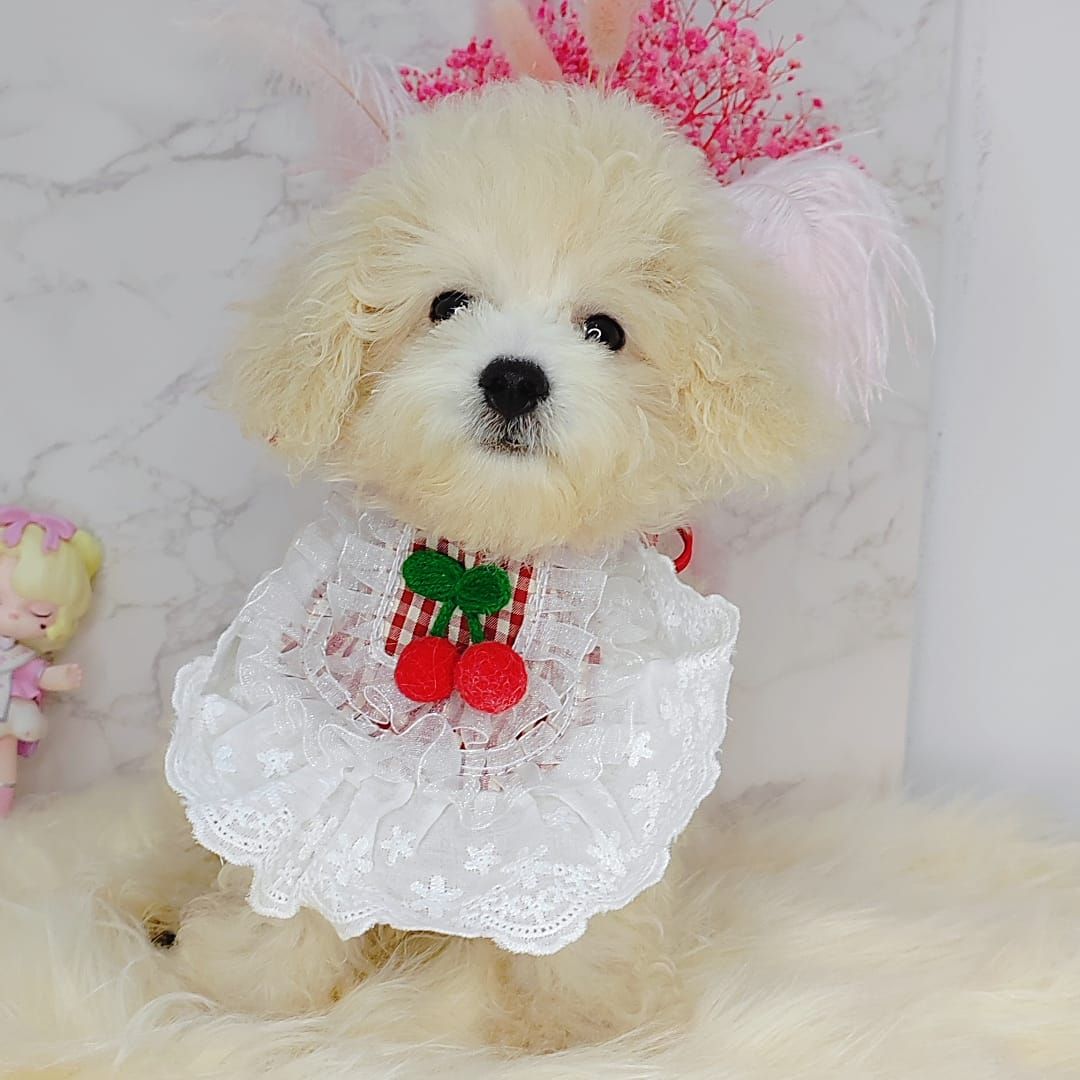 Maltipoo 马尔泰迪