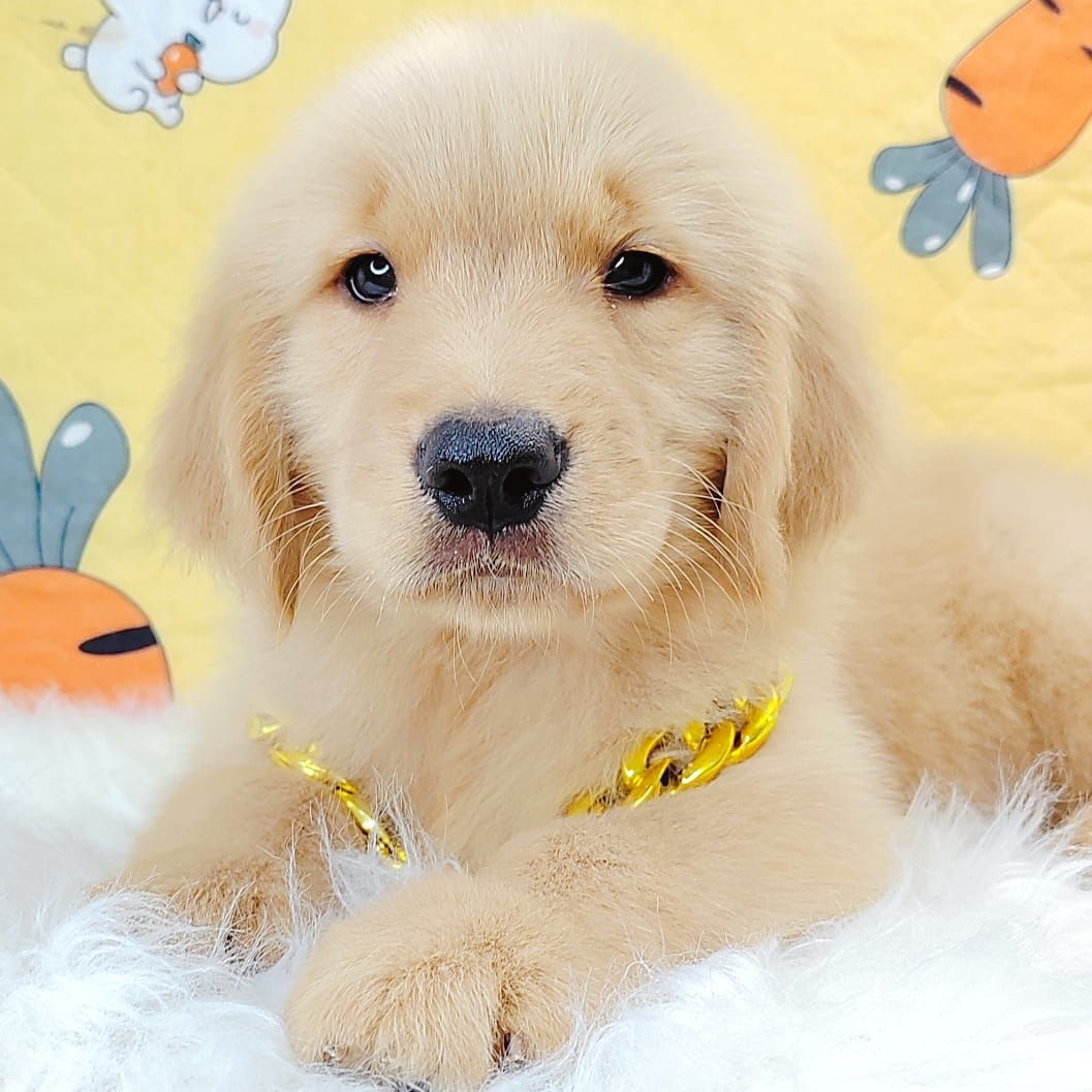 Golden Retriever 黄金猎犬