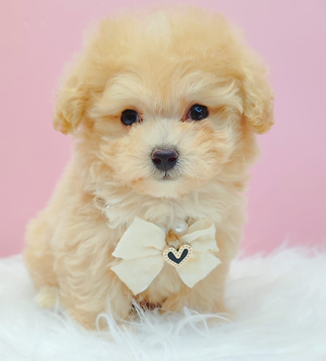Maltipoo 马尔泰迪