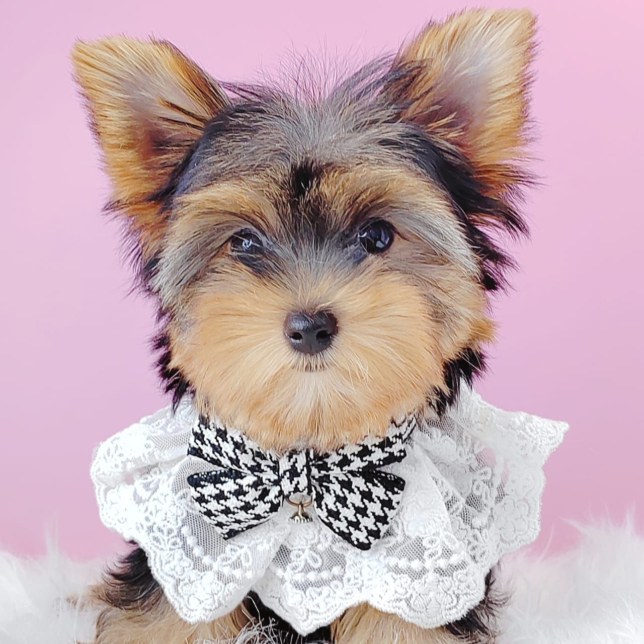 Yorkshire Terrier 约克夏