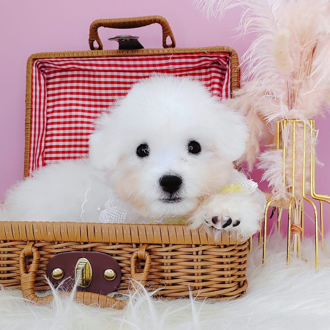 Bichon Frise 比熊