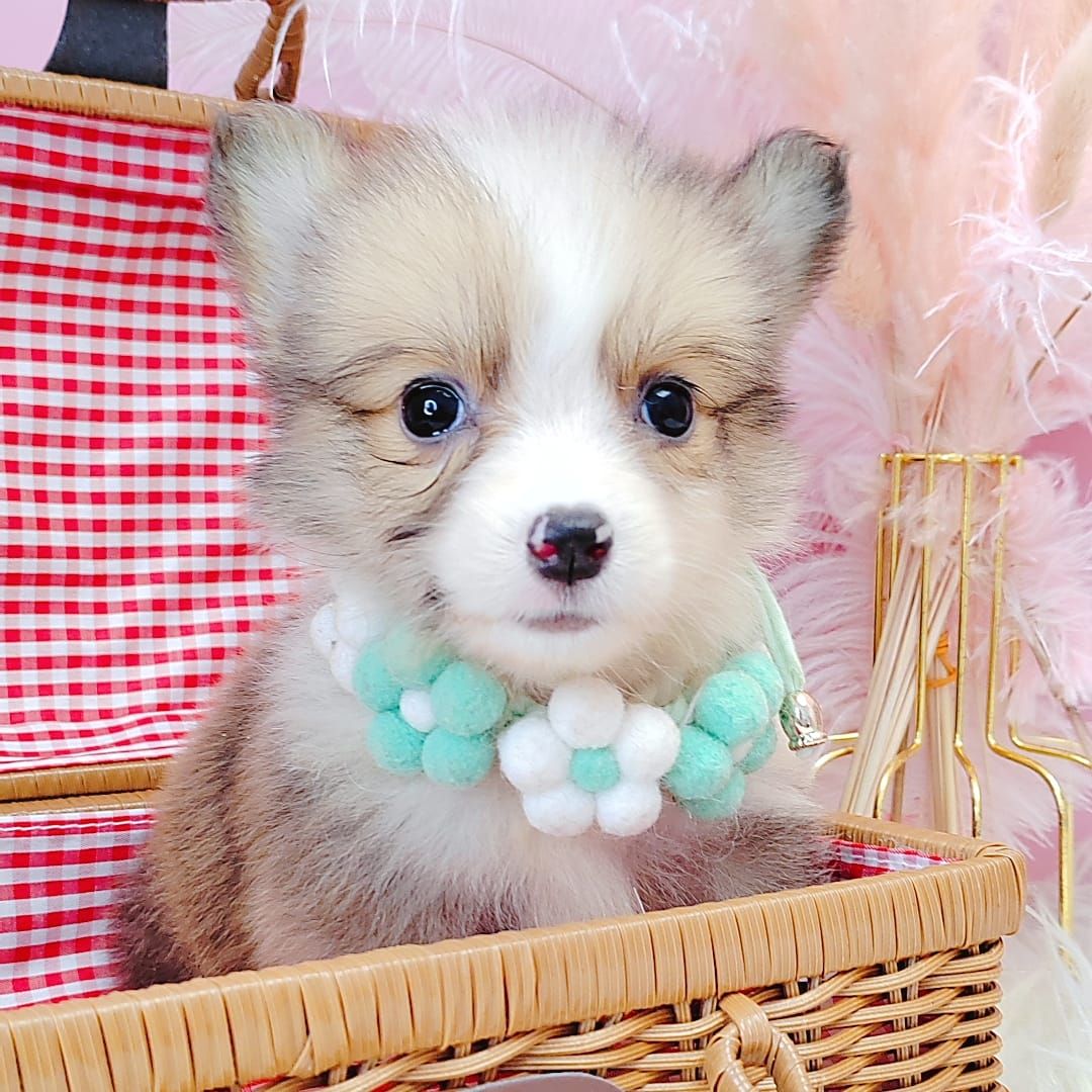 Welsh Corgi 柯基