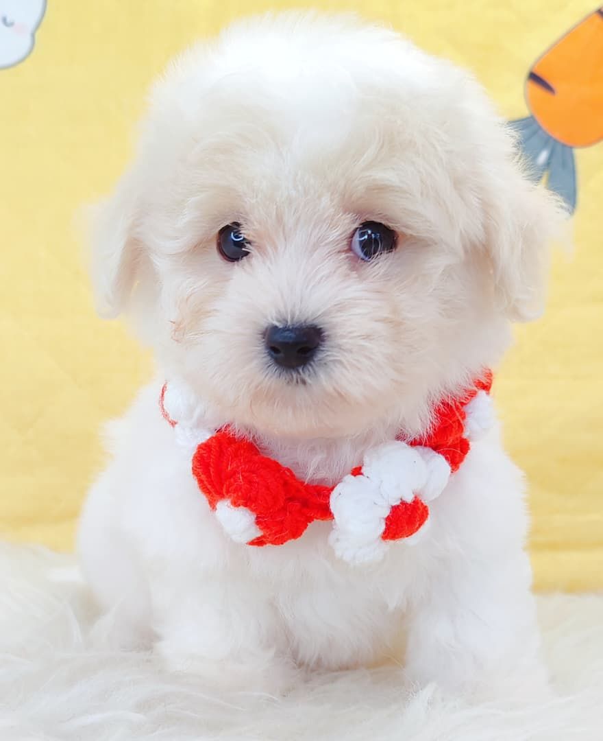 Maltipoo 马尔泰迪
